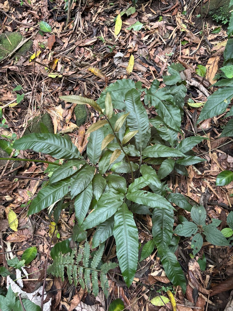 Thinleaf Creepingfern