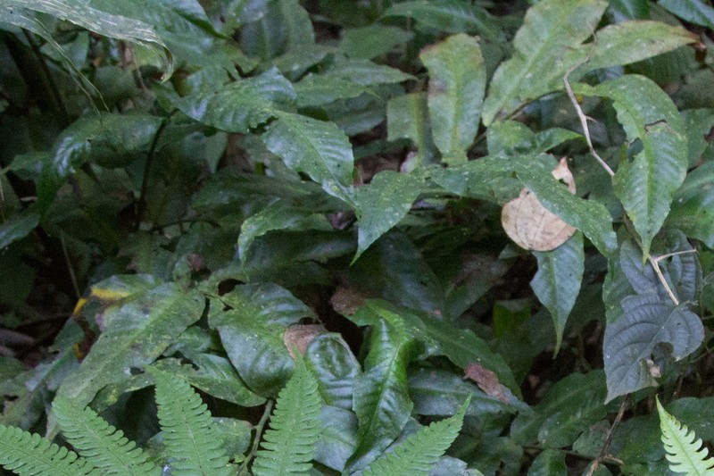 Thinleaf Creepingfern photo 2
