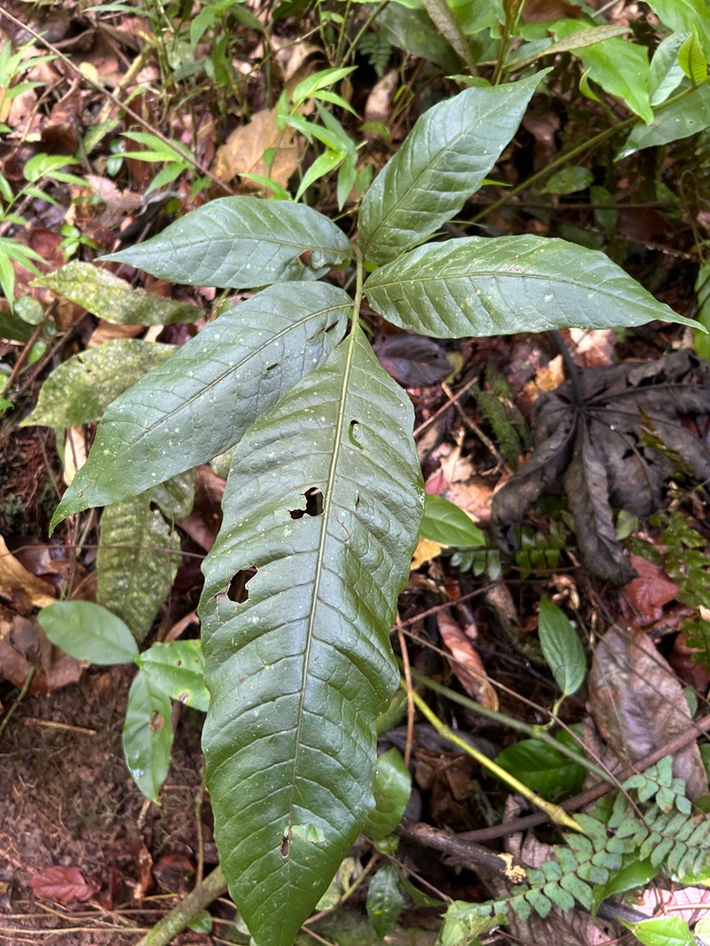 Thinleaf Creepingfern photo 3