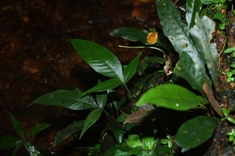 Thinleaf Creepingfern photo 4