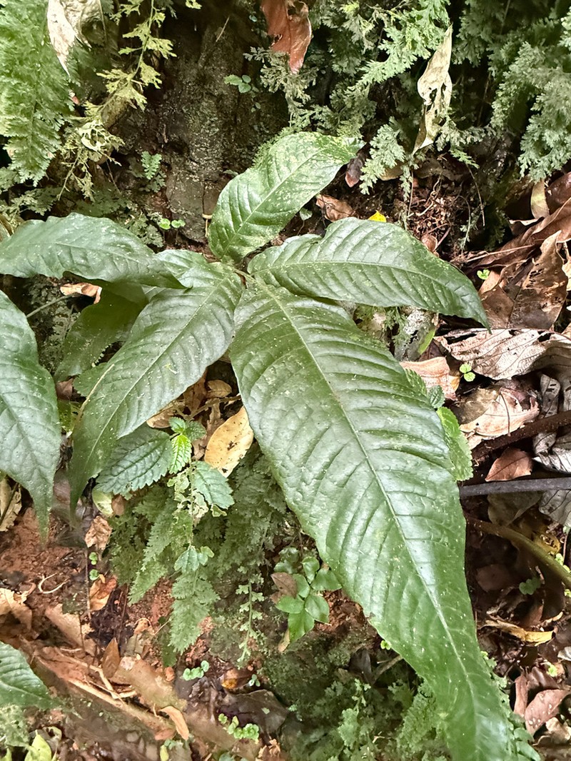 Thinleaf Creepingfern photo 5
