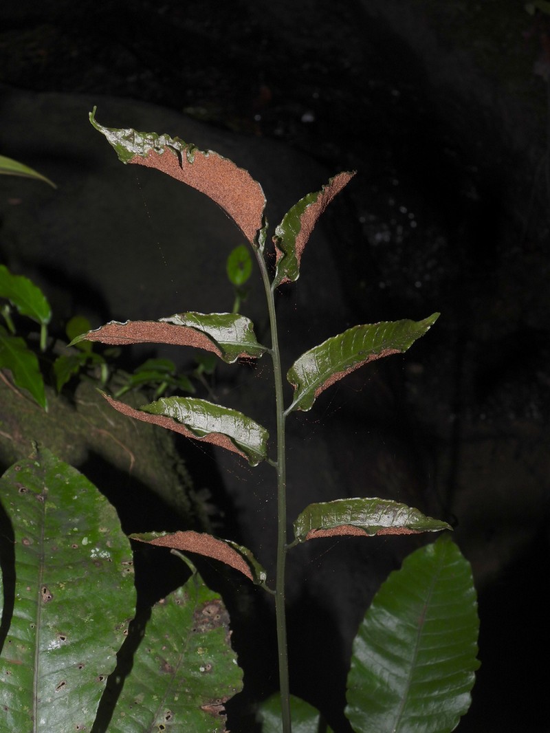 Thinleaf Creepingfern photo 6