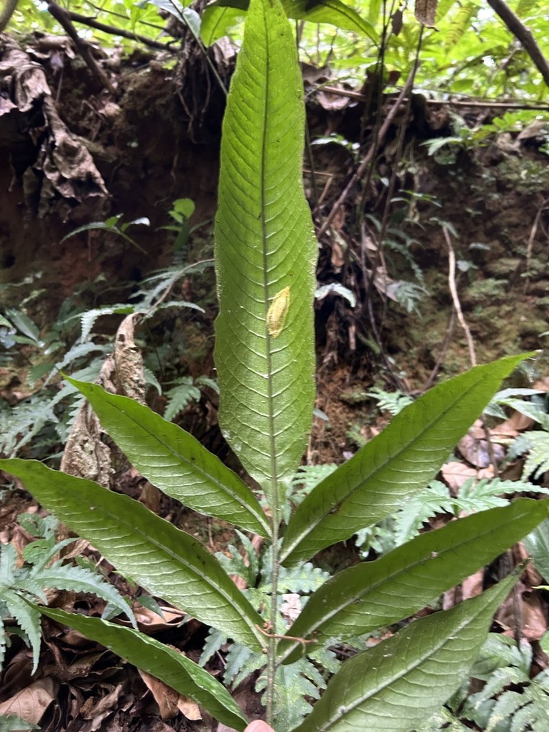 Thinleaf Creepingfern photo 7