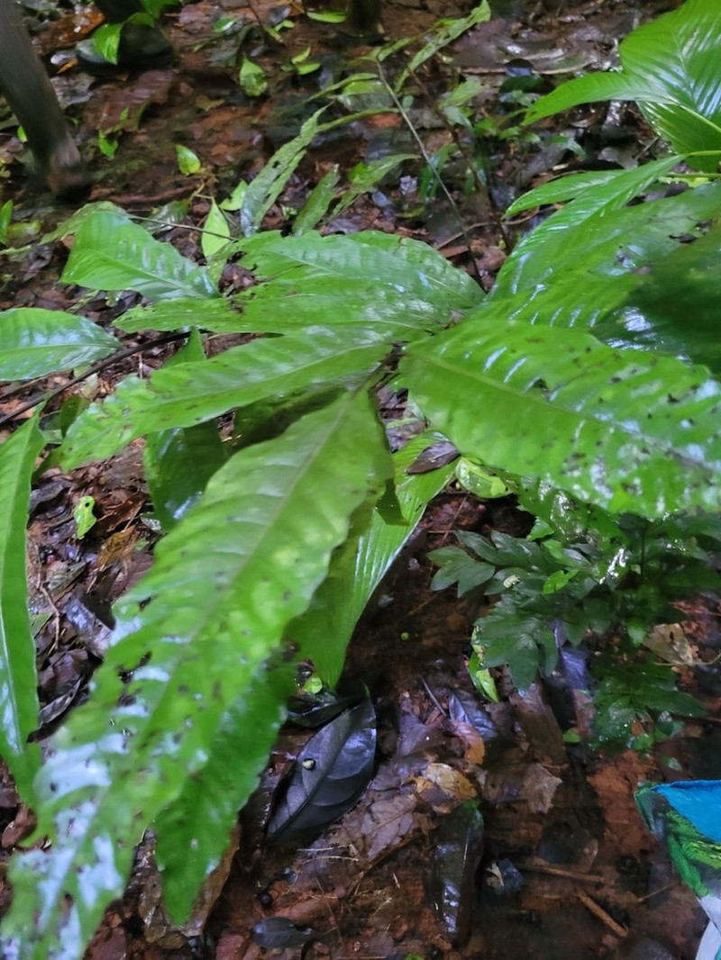 Thinleaf Creepingfern photo 8