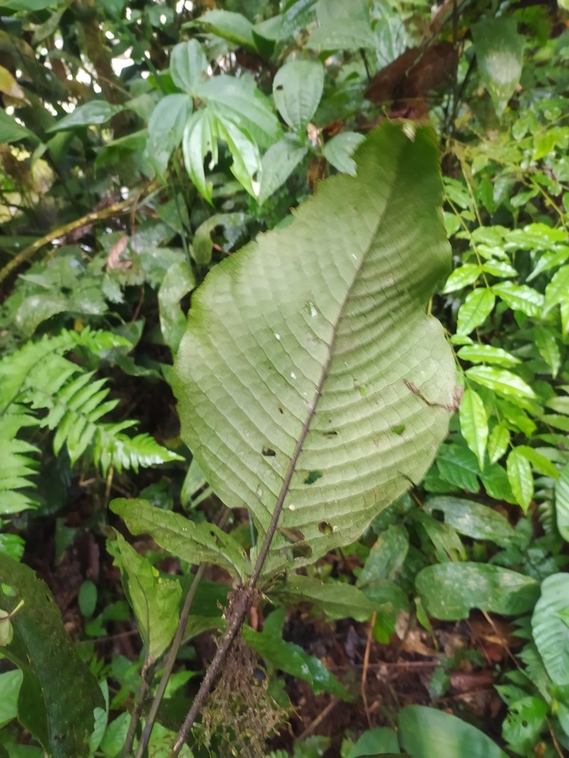 Mickelia oligarchica