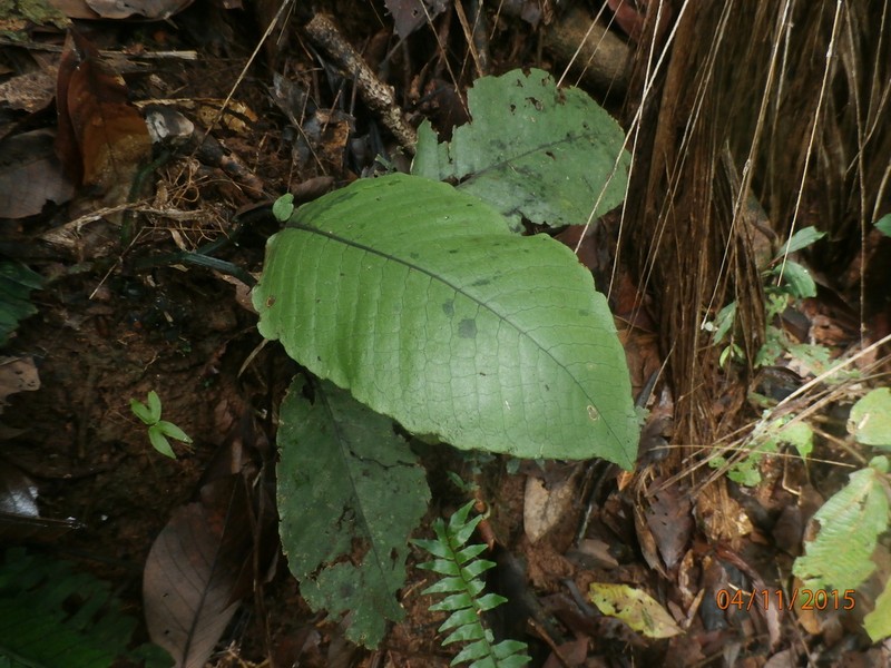 Mickelia oligarchica photo 2