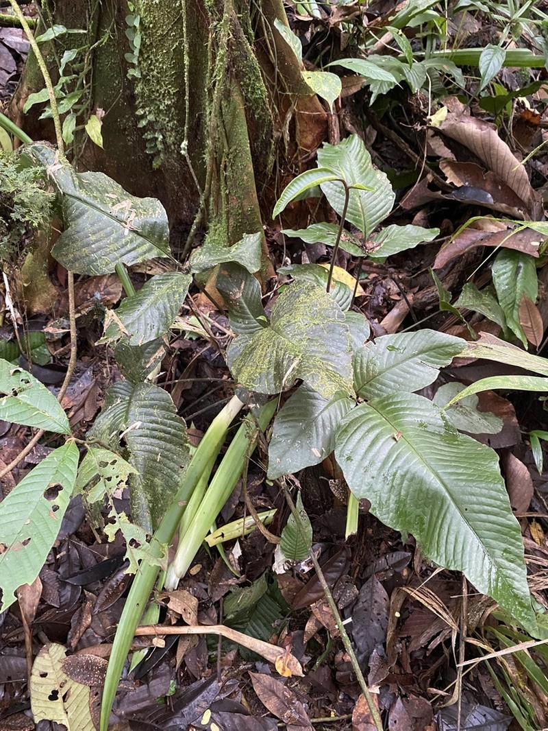 Mickelia oligarchica photo 3