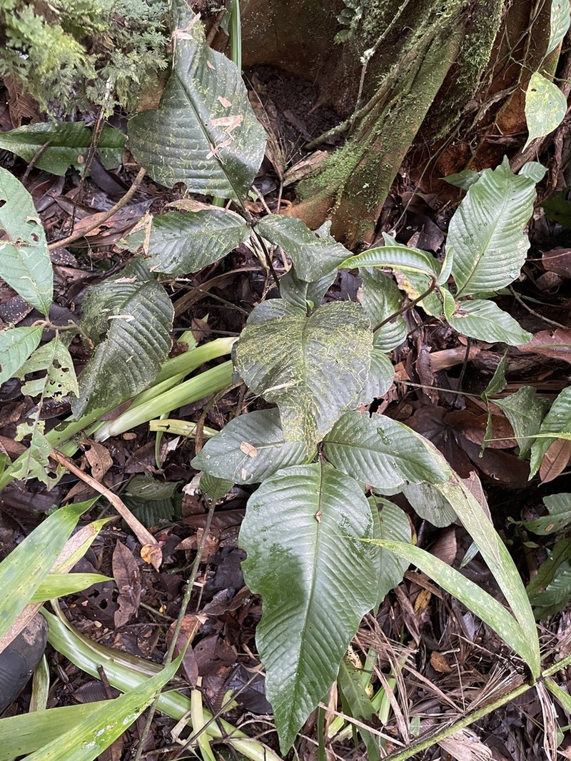 Mickelia oligarchica photo 5