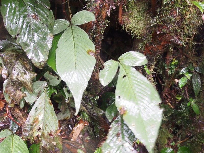 Mickelia oligarchica photo 7