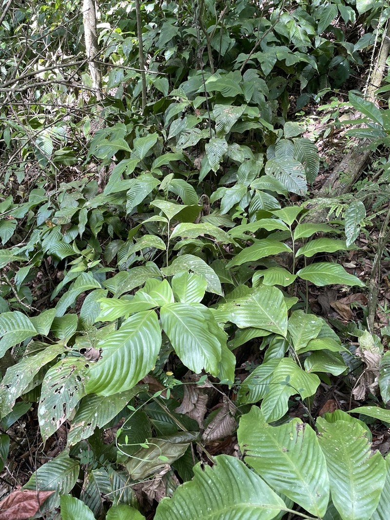 Woodland Creepingfern