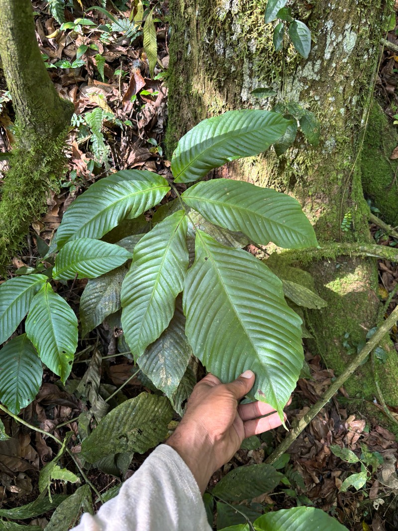 Woodland Creepingfern photo 2