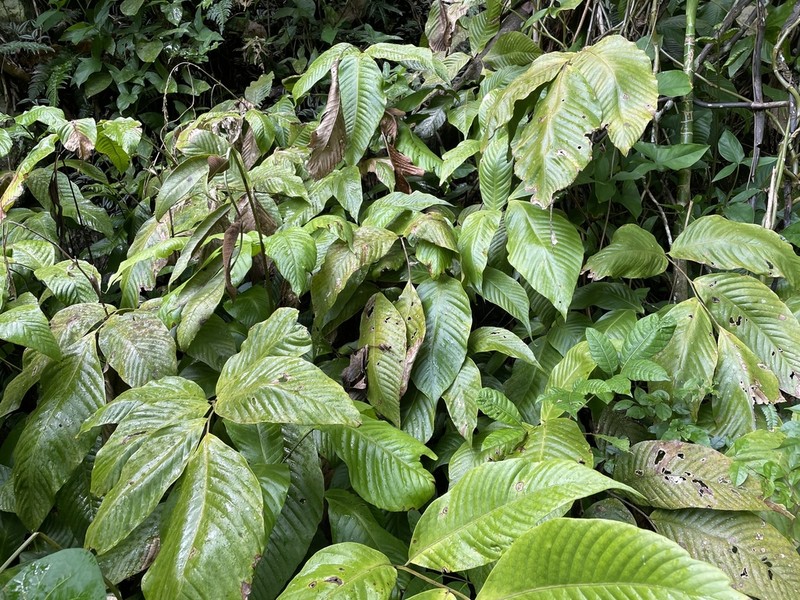 Woodland Creepingfern photo 3
