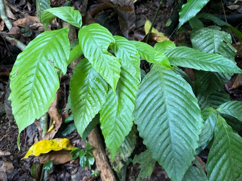 Woodland Creepingfern photo 4