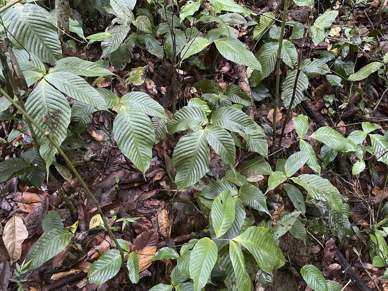 Woodland Creepingfern photo 5