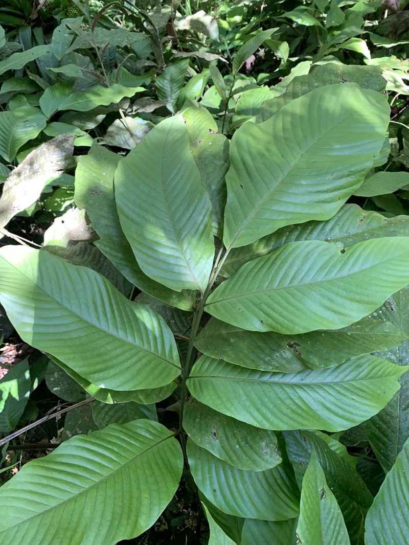 Woodland Creepingfern photo 6
