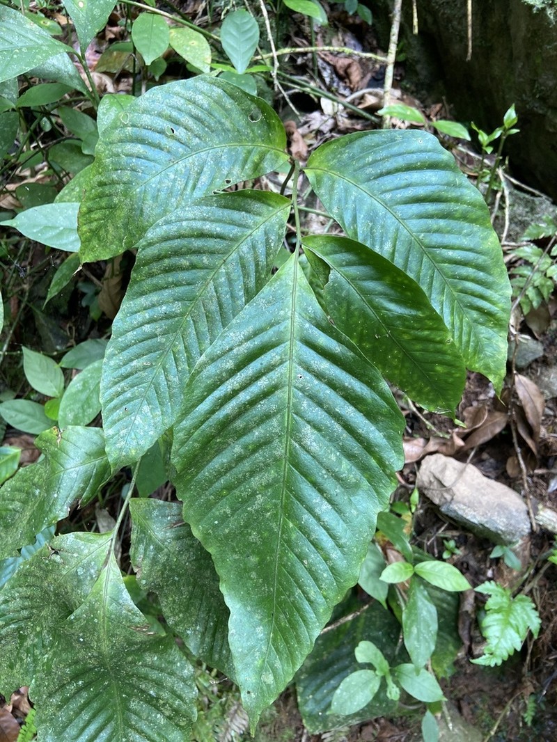 Woodland Creepingfern photo 8