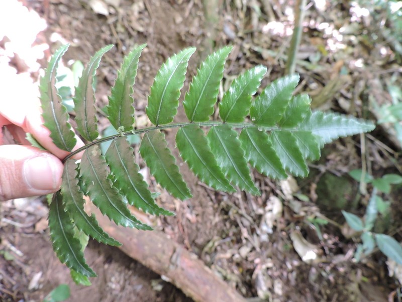 Mickelia scandens