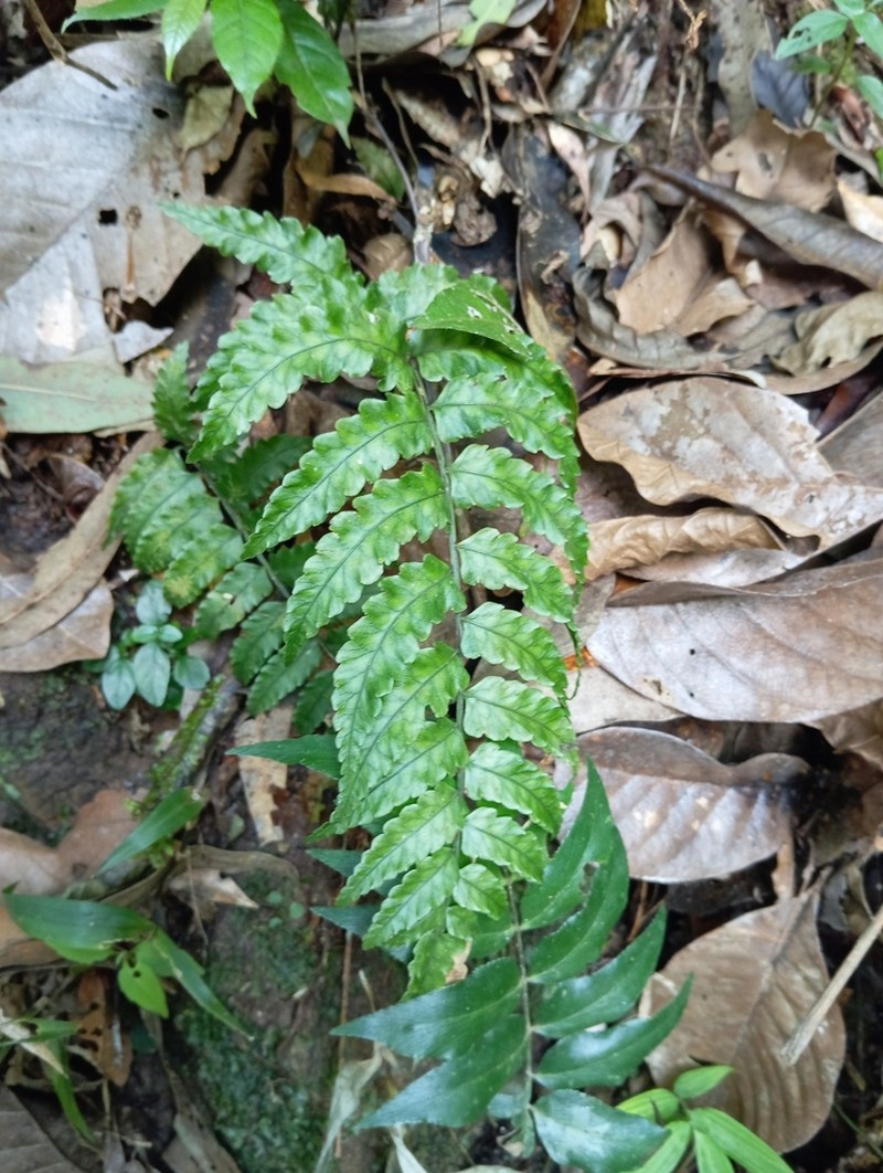 Mickelia scandens photo 2