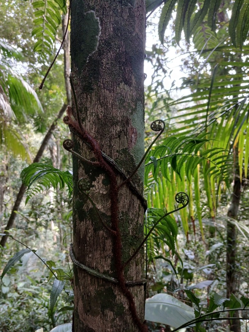 Mickelia scandens photo 3
