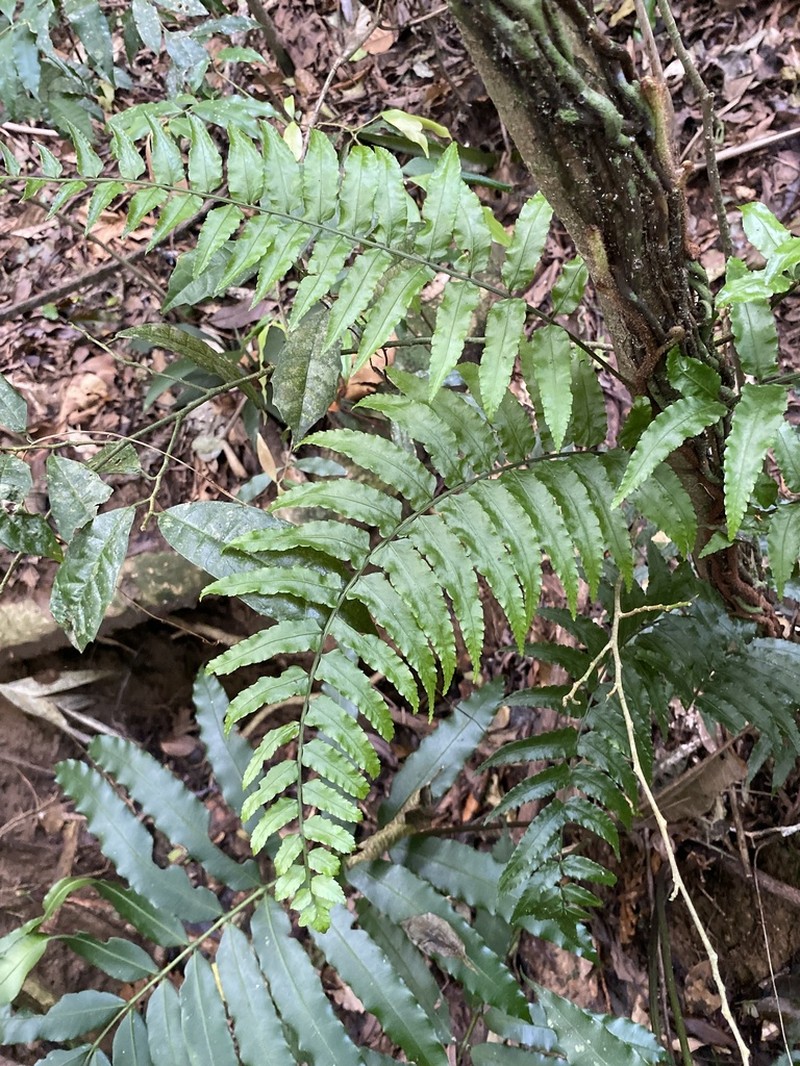 Mickelia scandens photo 4