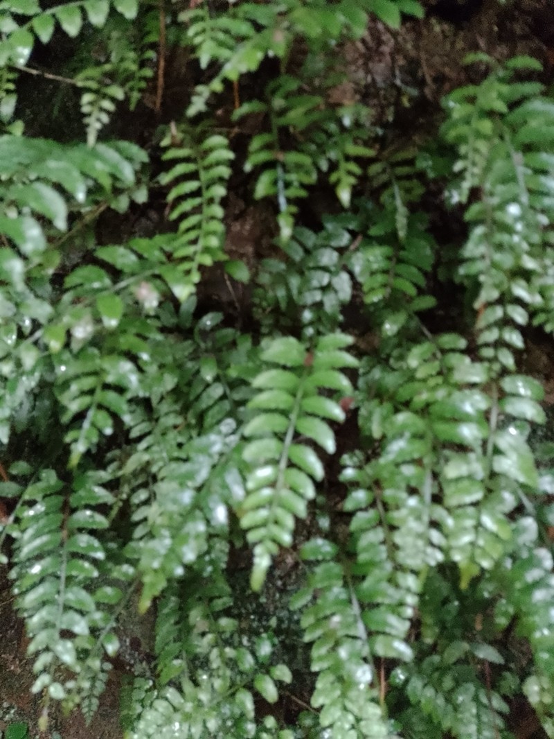Mickelia scandens photo 5
