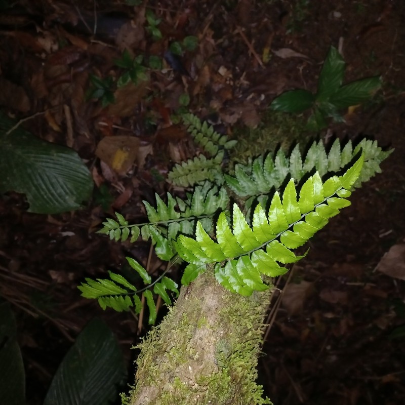 Mickelia scandens photo 6