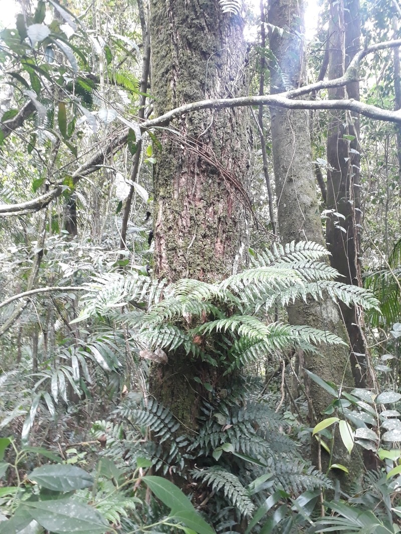 Mickelia scandens photo 7