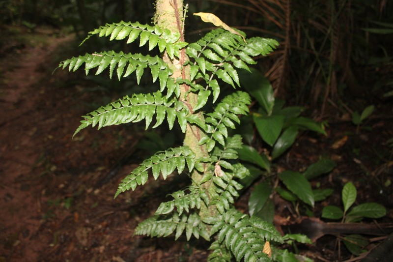 Mickelia scandens photo 8