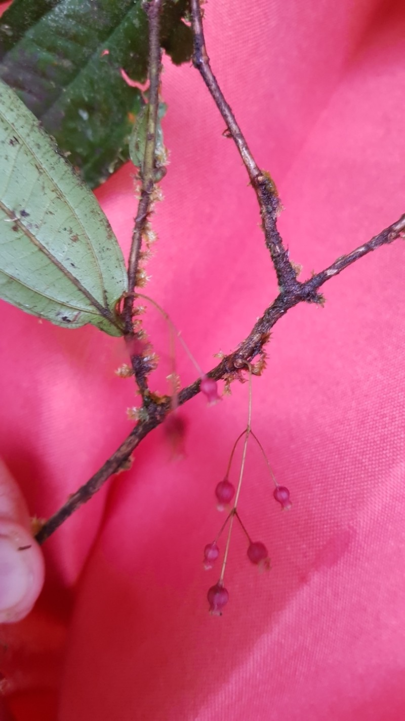 Miconia ablusa