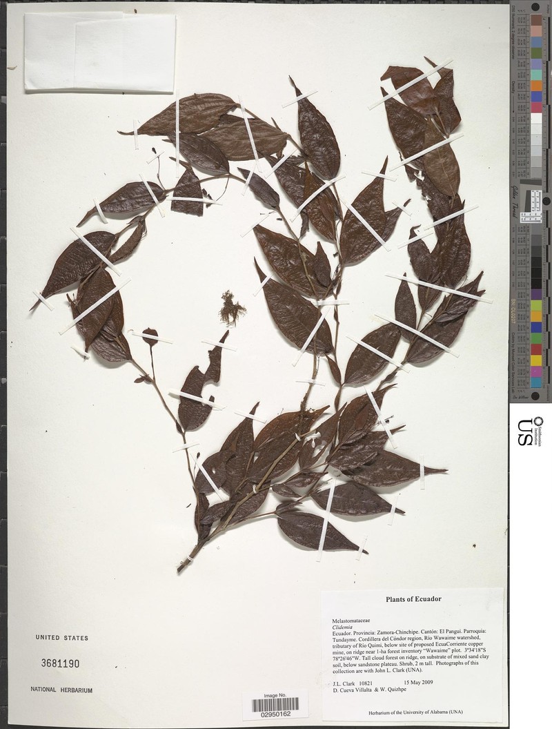 Miconia ablusa photo 2
