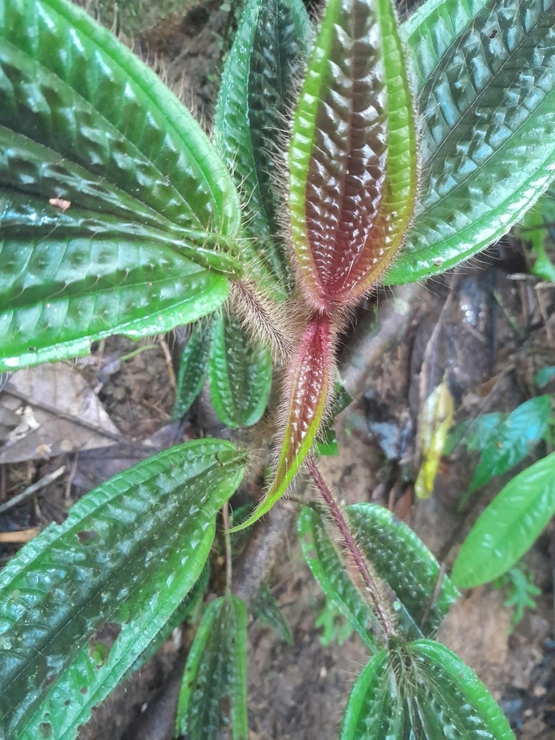 Miconia acostae