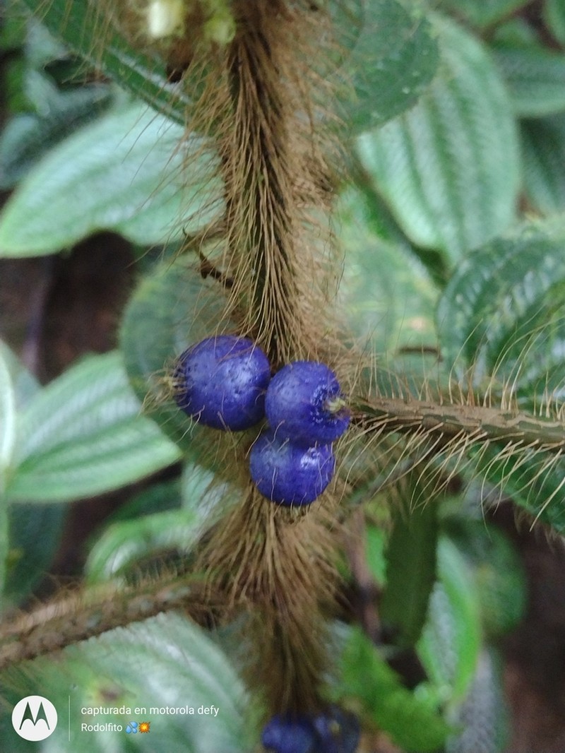 Miconia acostae photo 2