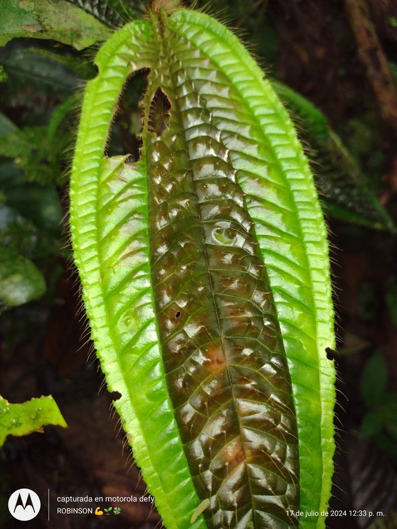 Miconia acostae photo 3