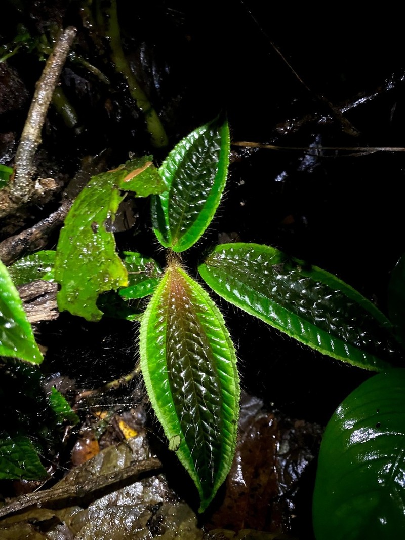 Miconia acostae photo 5