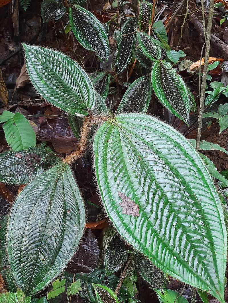 Miconia acostae photo 6