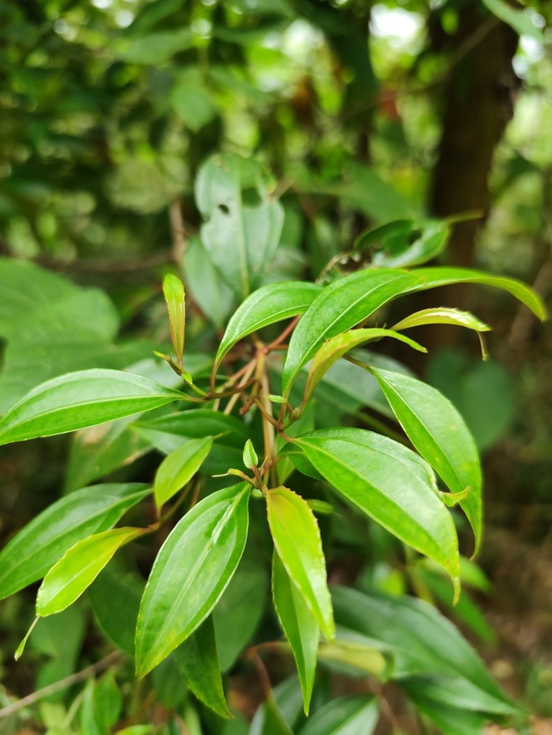 Miconia acuminoides