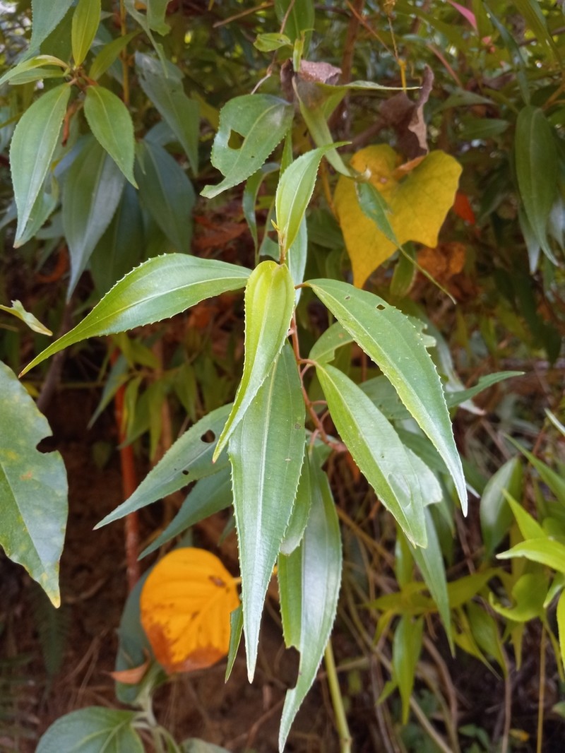 Miconia acuminoides photo 2