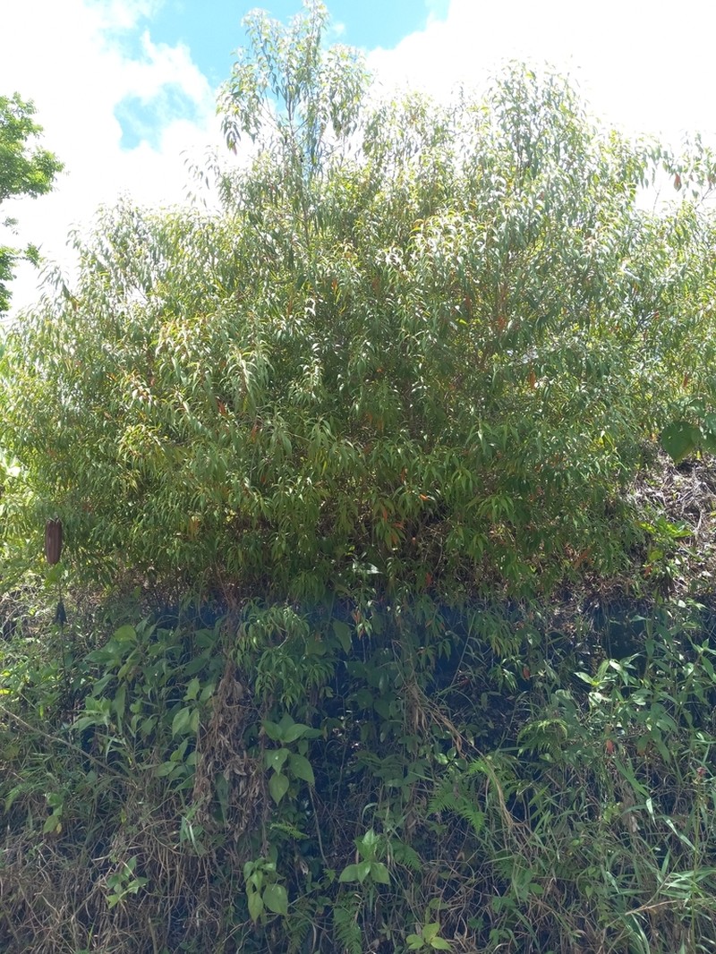 Miconia acuminoides photo 3