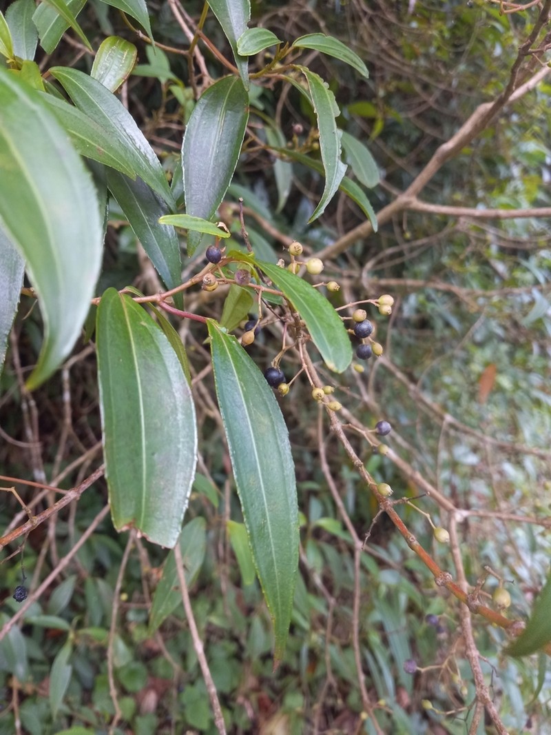 Miconia acuminoides photo 4