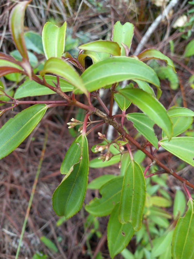 Miconia acuminoides photo 5
