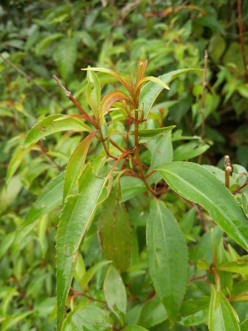 Miconia acuminoides photo 6