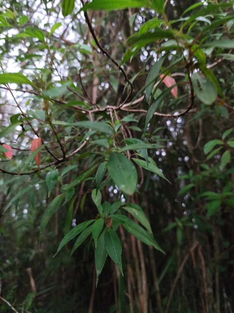 Miconia acuminoides photo 7