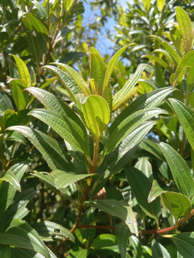Miconia acuminoides photo 8