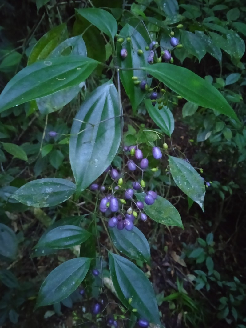 Miconia acutiflora