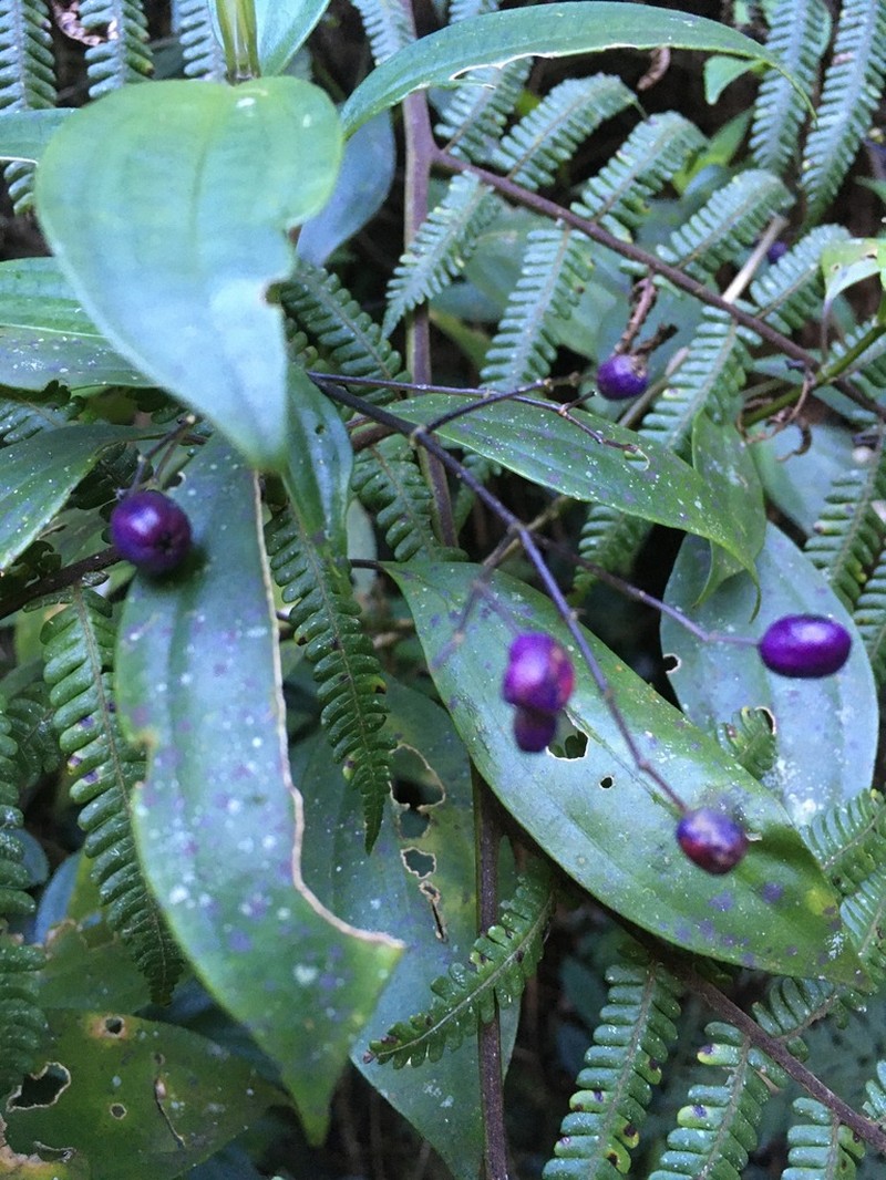 Miconia acutiflora photo 2