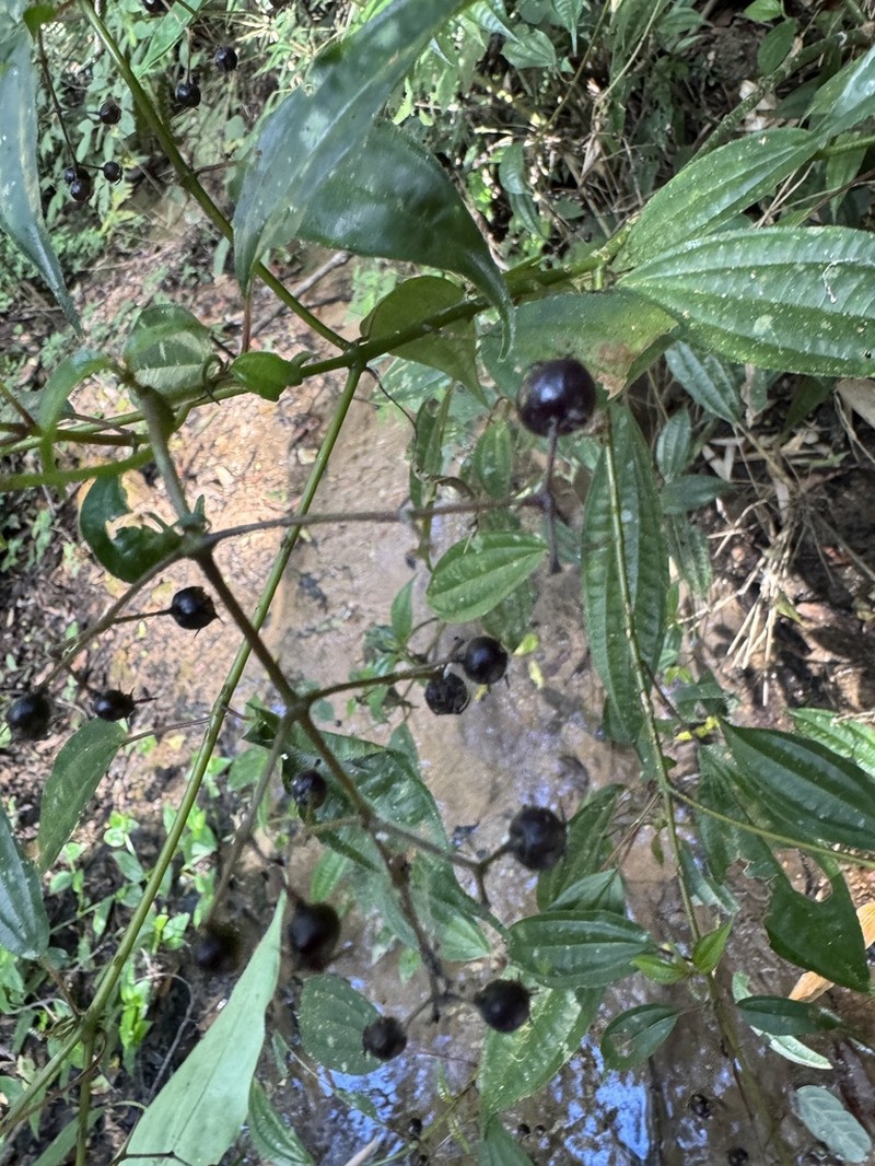Miconia acutiflora photo 3