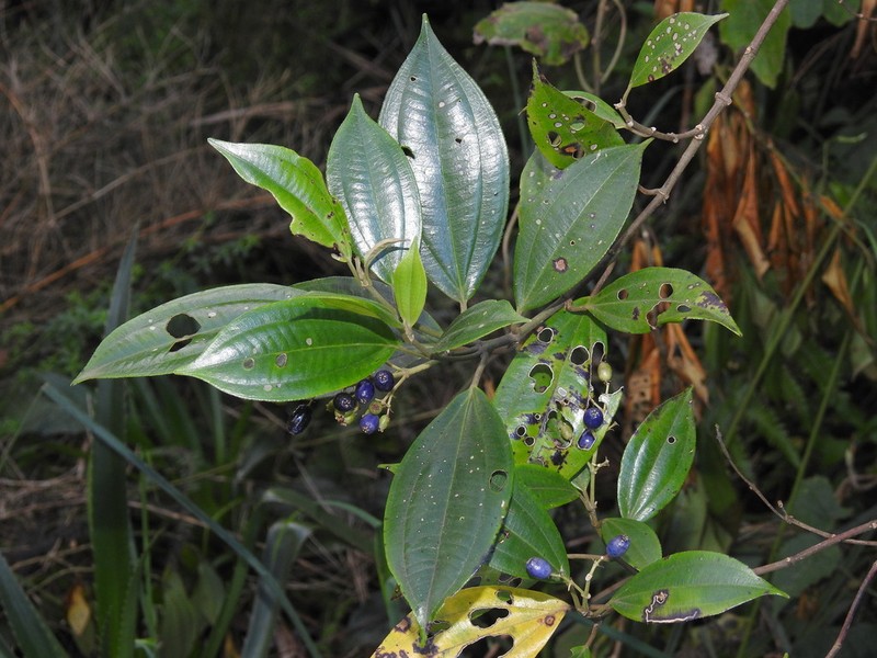 Miconia acutiflora photo 4