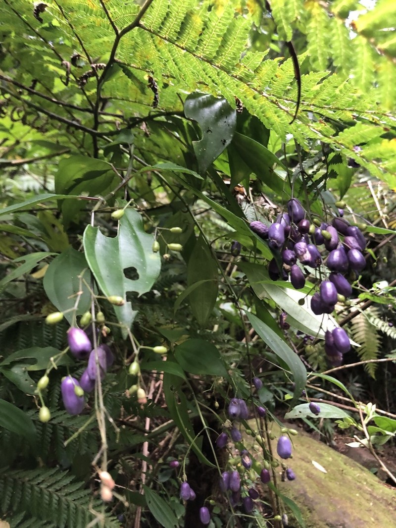 Miconia acutiflora photo 5