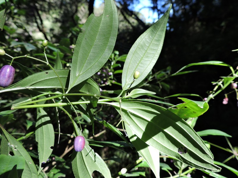 Miconia acutiflora photo 6