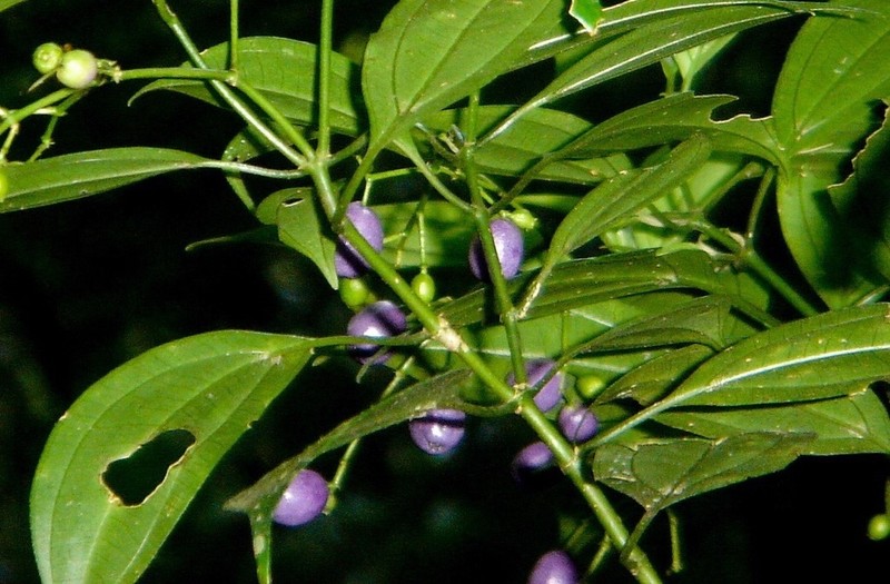 Miconia acutiflora photo 8